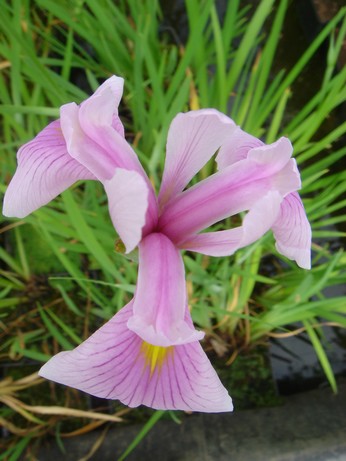 iris laevigata rose